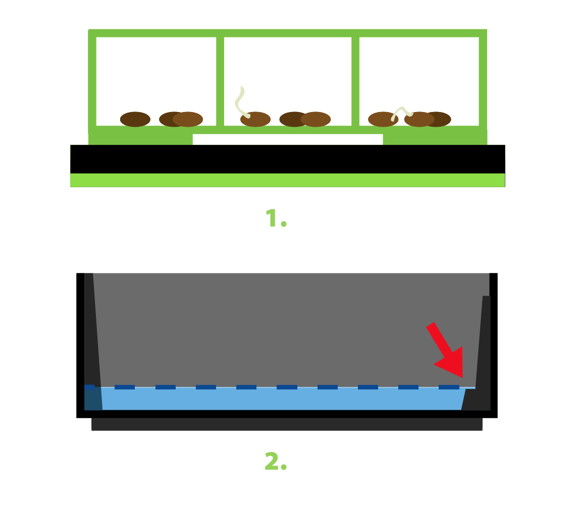 Two images illustrating step 2 B:
1B: Inner strainer with partitioned seeds placed in the lid, which is turned upside down on your workspace.
2B: Discarding the existing water from the outer container body and refilling it with fresh distilled water, only up to the