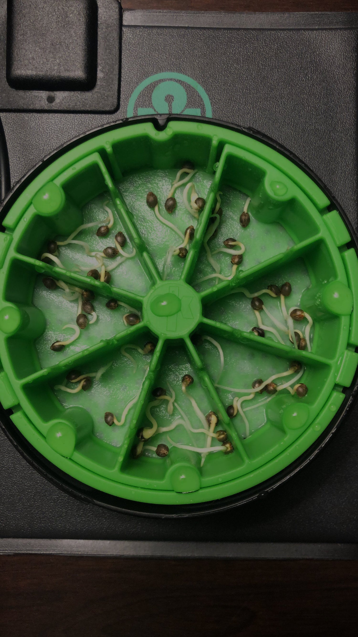 germinating seeds in less than 2 days in the KAN